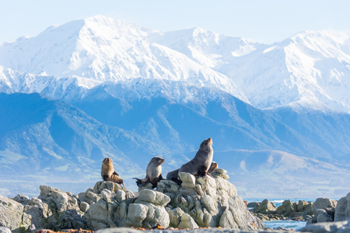 Seals near Kaikoura NZ