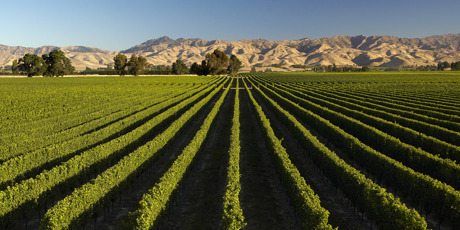 View over Marlborough vineyard looking toward the hills behind