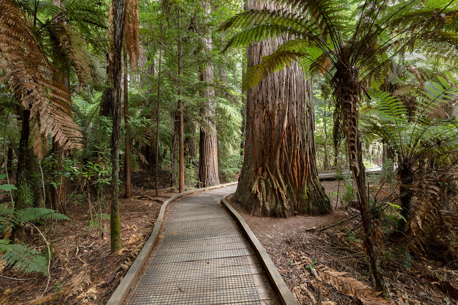 Rotorua – Redwoods Treewalk (B, D)