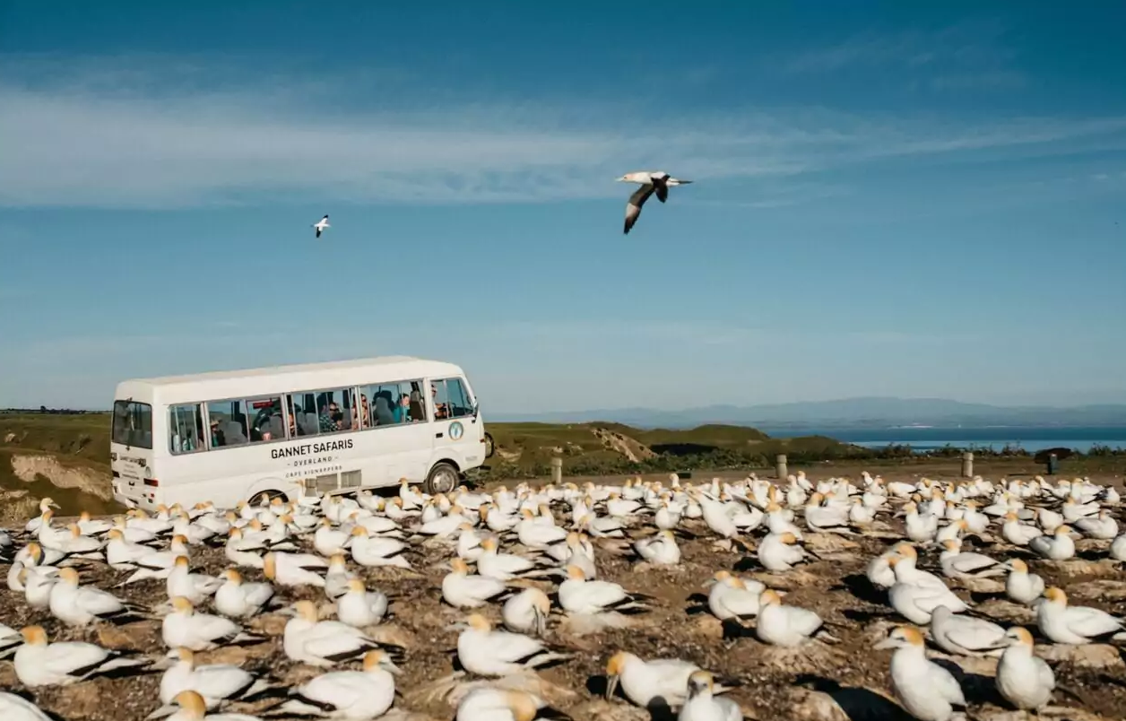 Napier – Cape Kidnappers – Napier (B,L) 