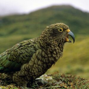 Kea, NZ mountain parrot