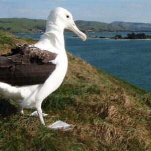 Royal Albatross in New Zealand