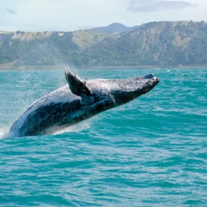 Whale jumping out of the water off Kaikoura, NZ