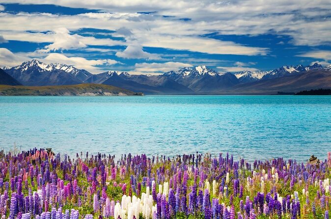Summer view of Lake Tekapo with lupins in bloom