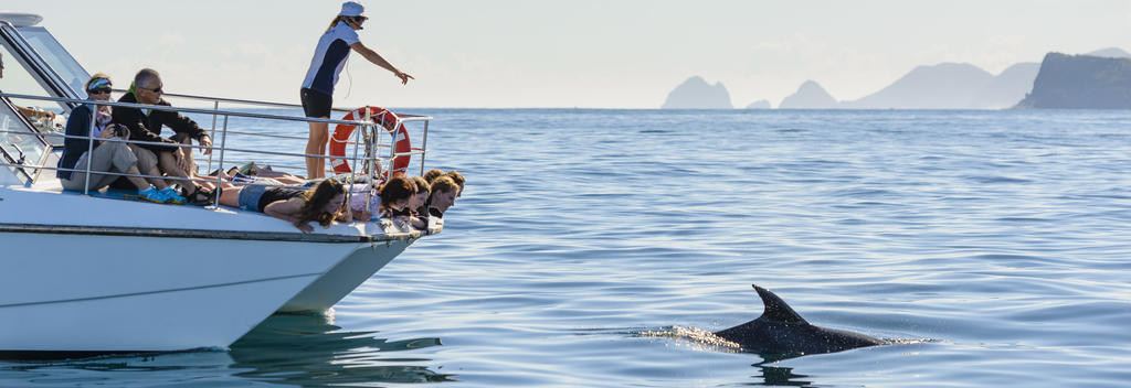 Bay of Islands dolphin encounter