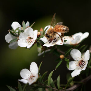 Bee in Manuka