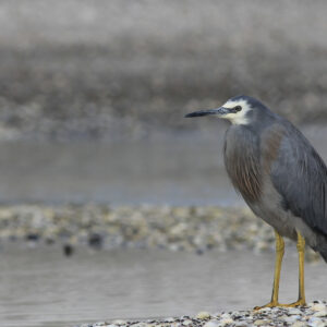 White faced Heron