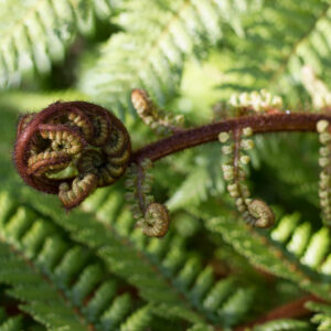 Ponga fern