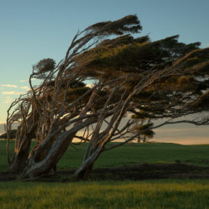 windswept trees of west coast