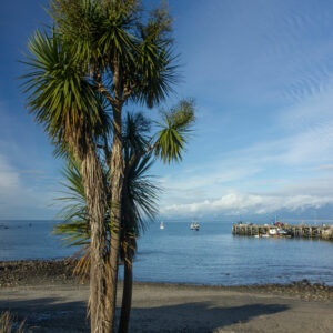 cabbage tree