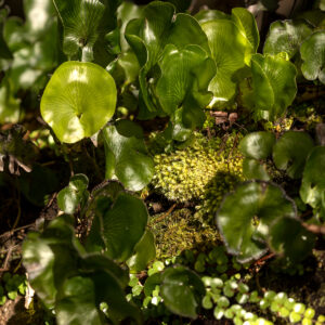 Kidney Fern