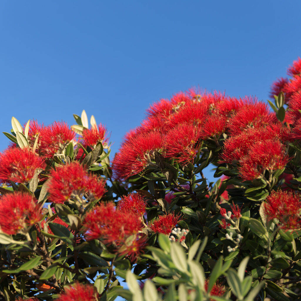 Pohutukawa