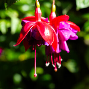 tree fuschia