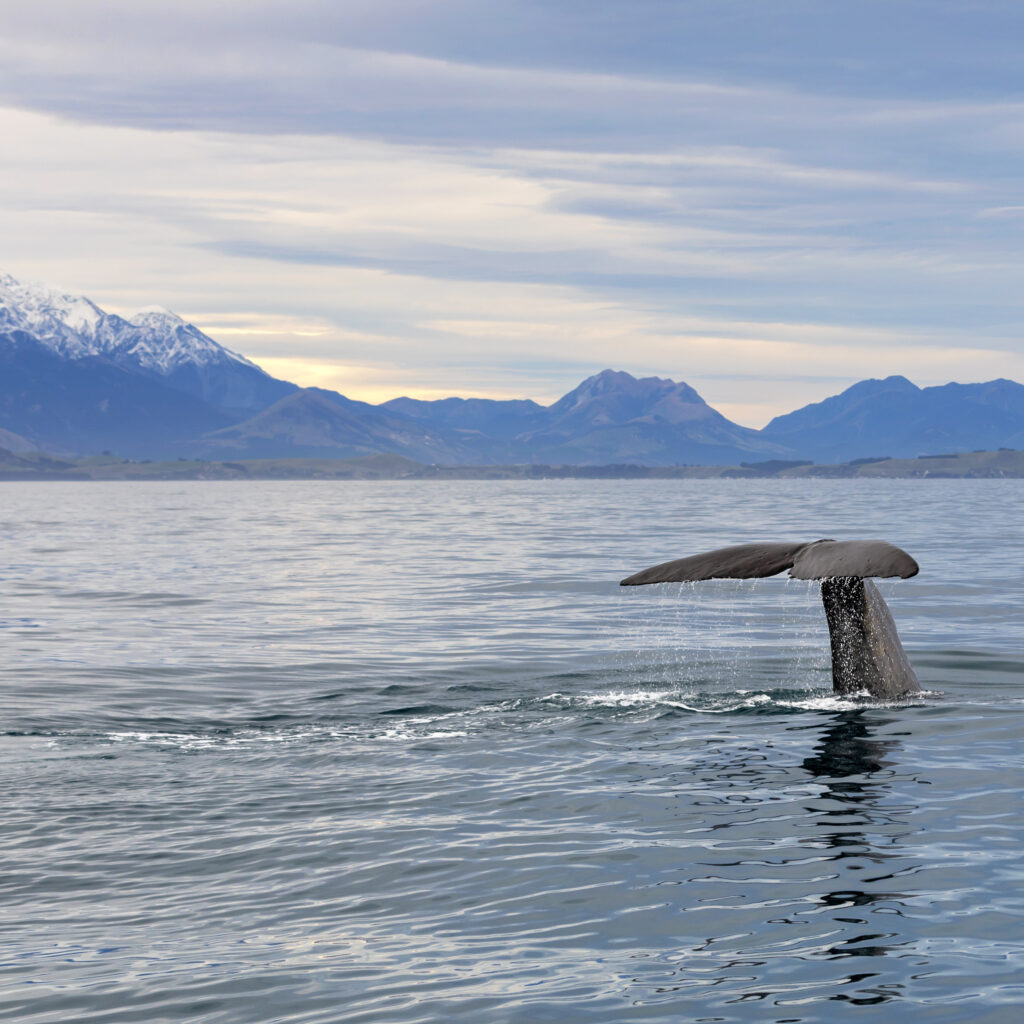 Whale tail Kaikoura