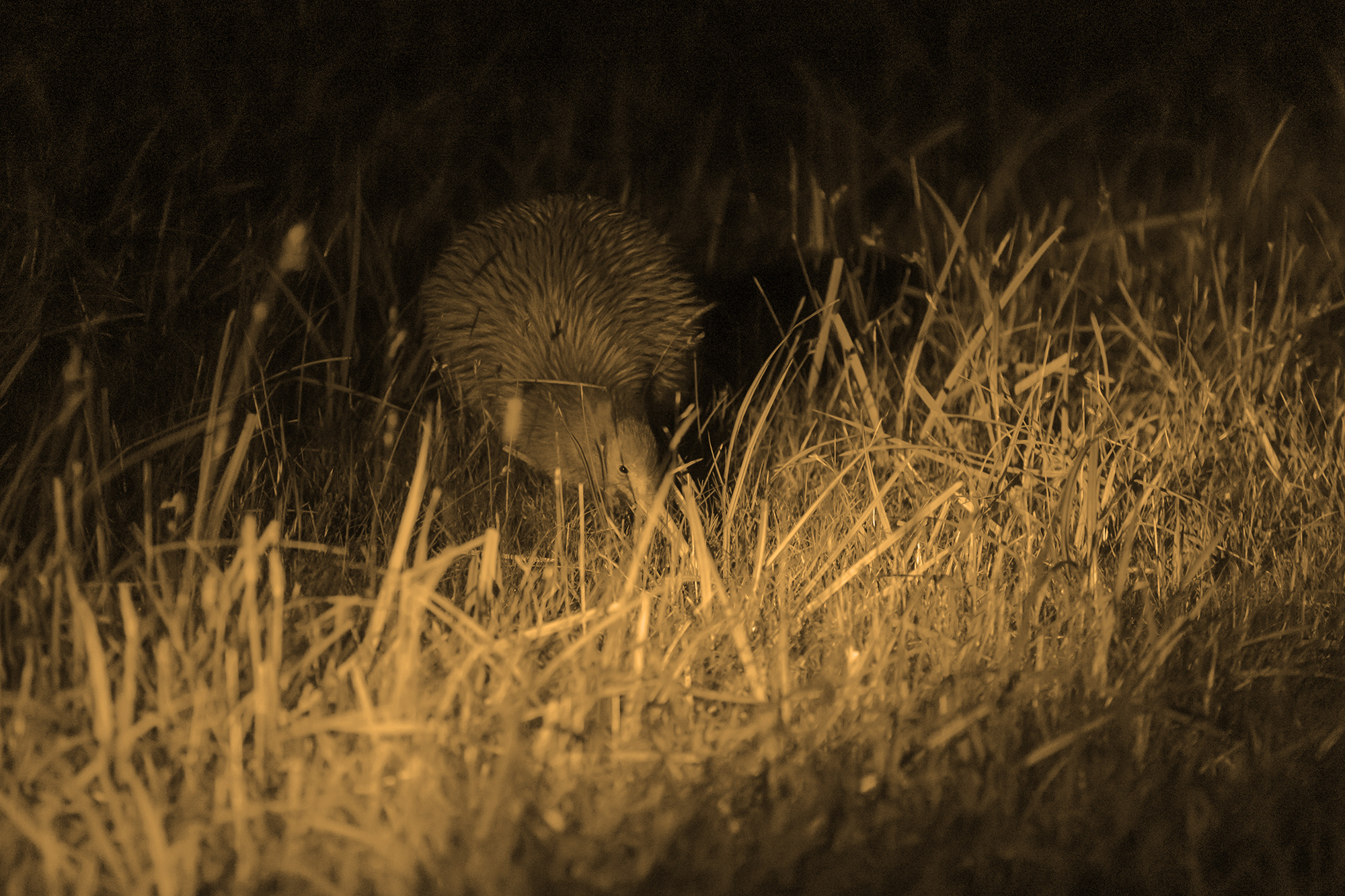 Kiwi in wild