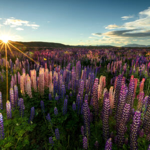 Lupin Dawn