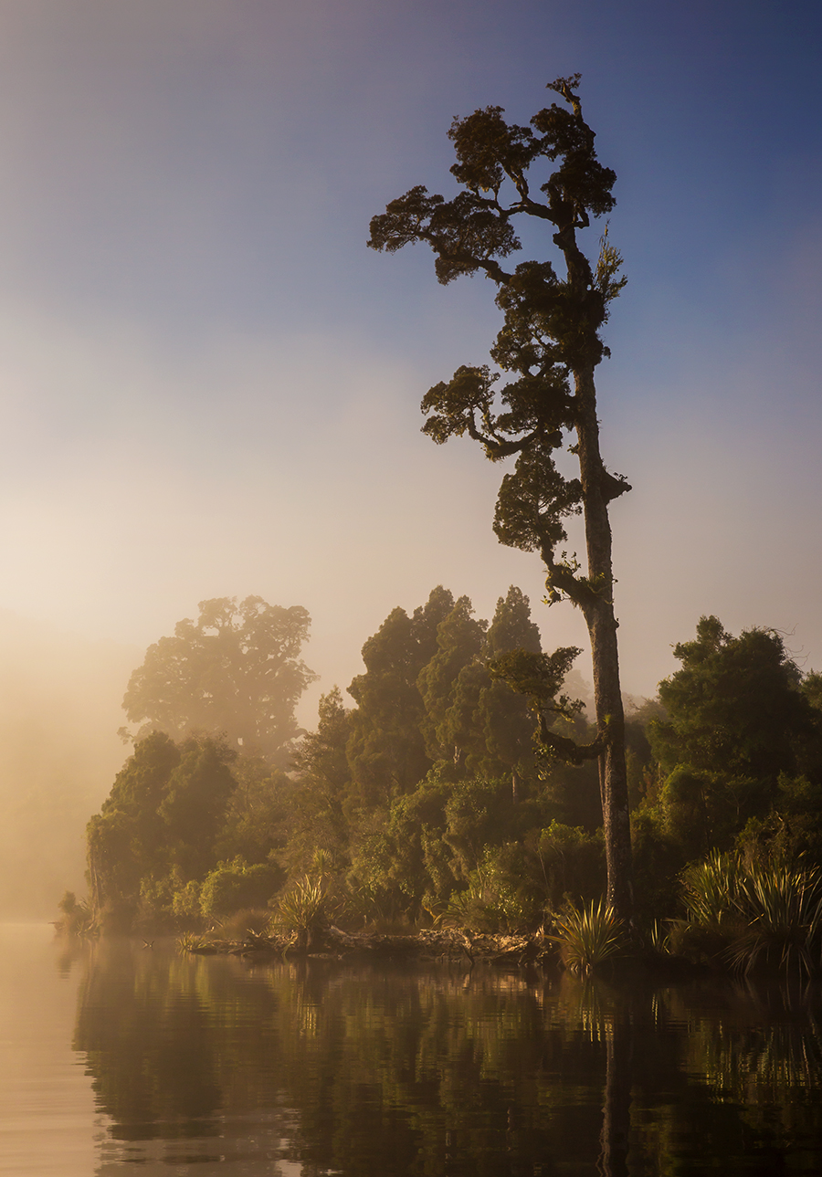 Moody mauporika tree in mist