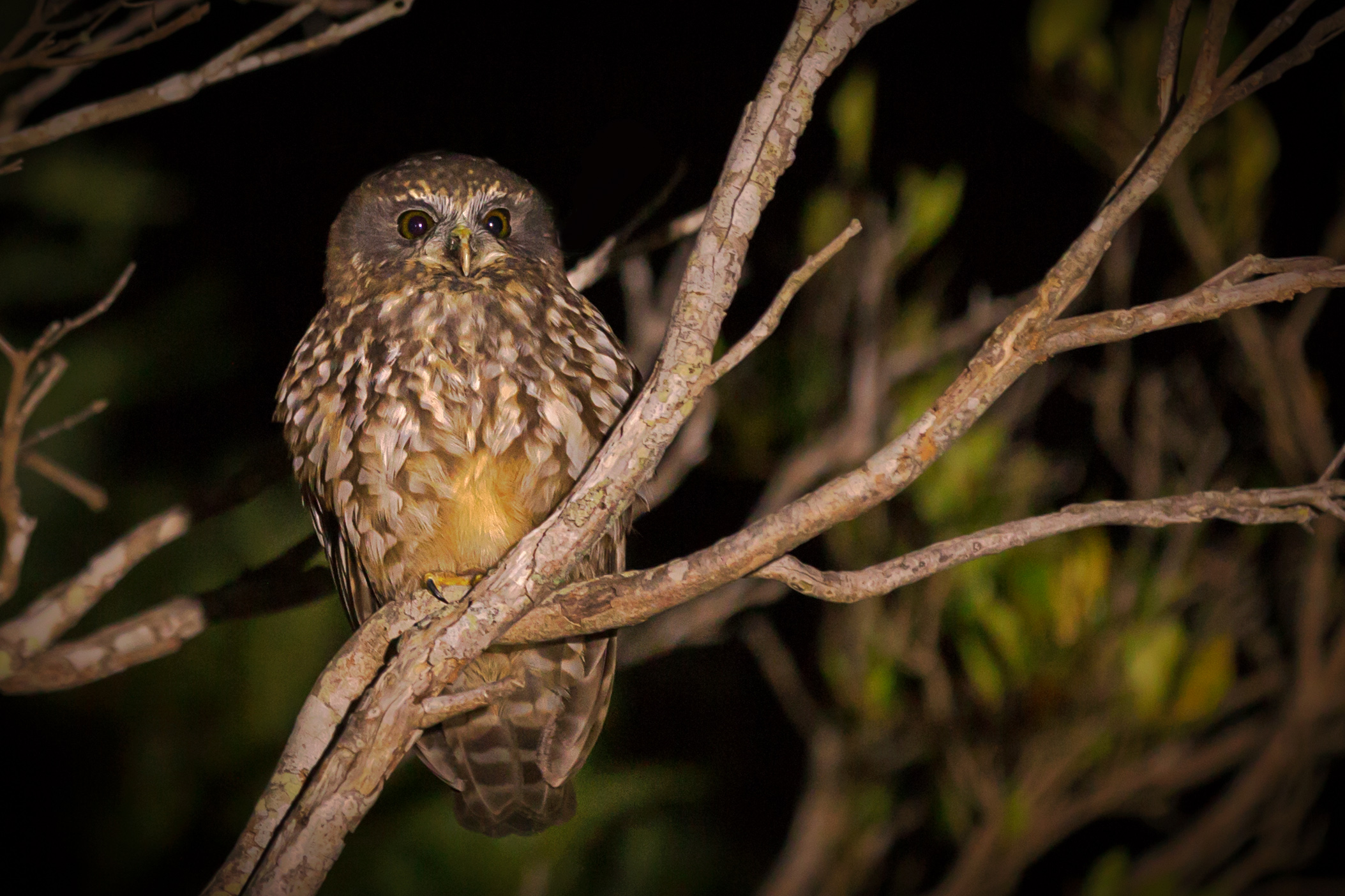 morepork