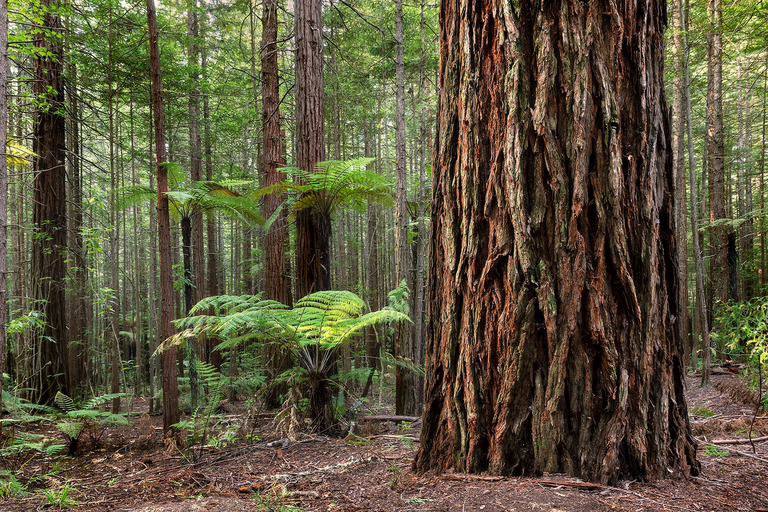 redwood forest