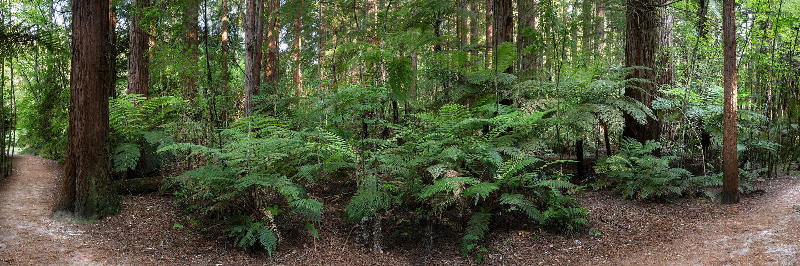 redwood panorama
