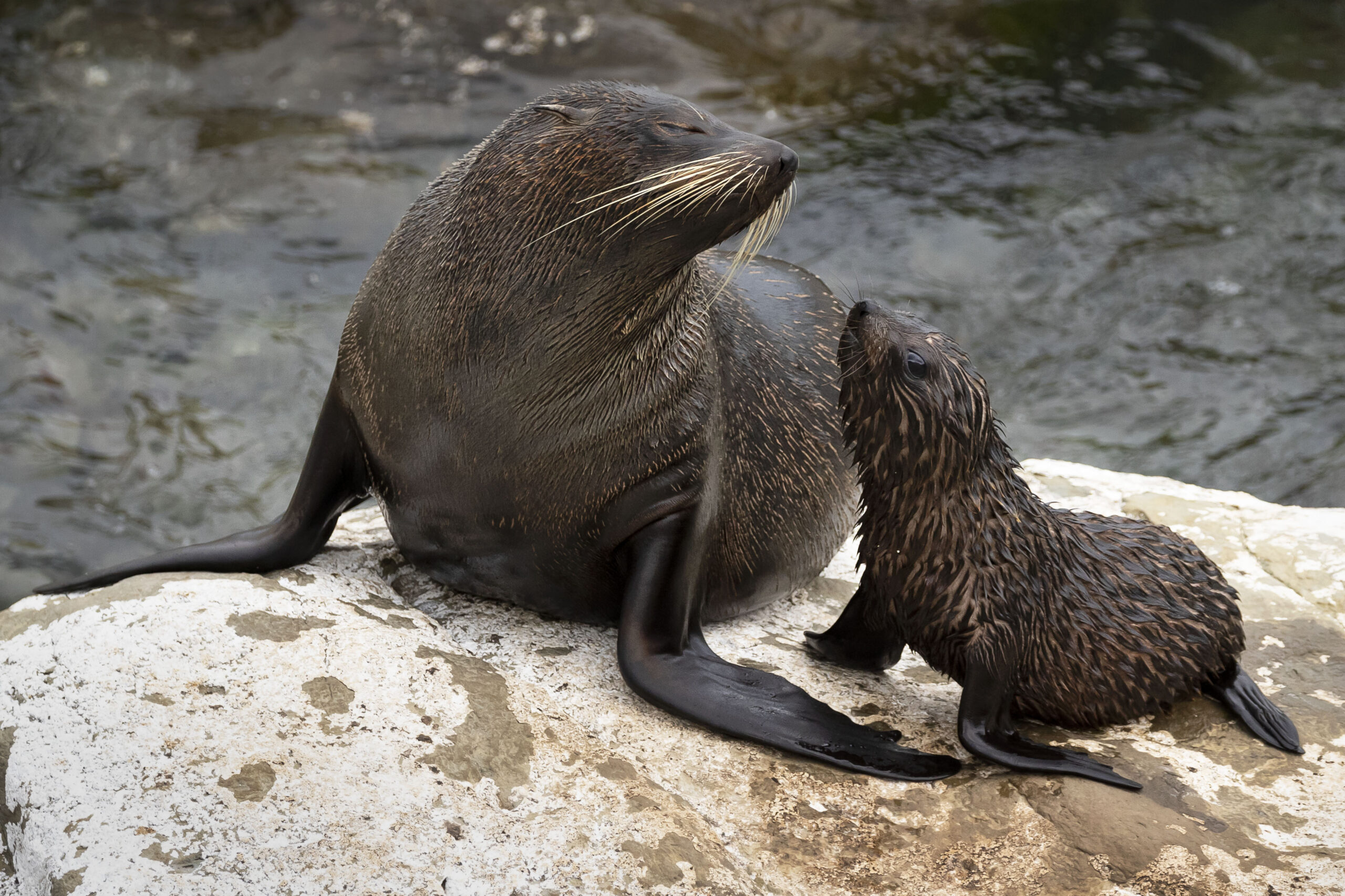seal colony
