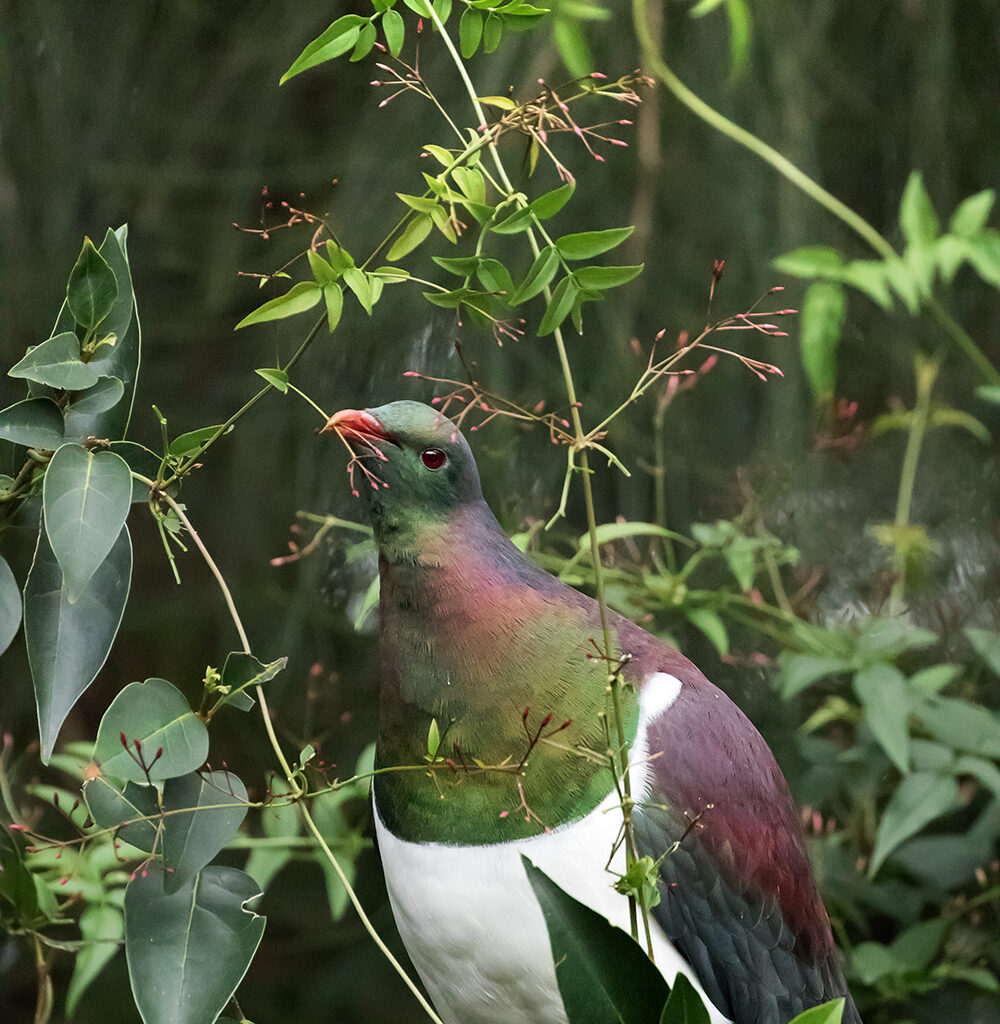 Kereru pigeon