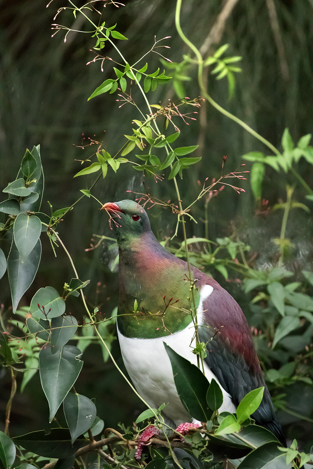 Kereru pigeon