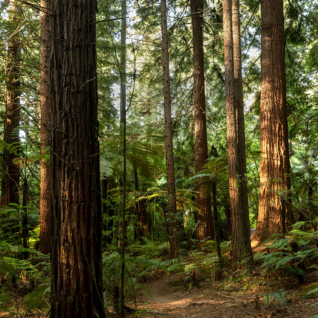 redwoods
